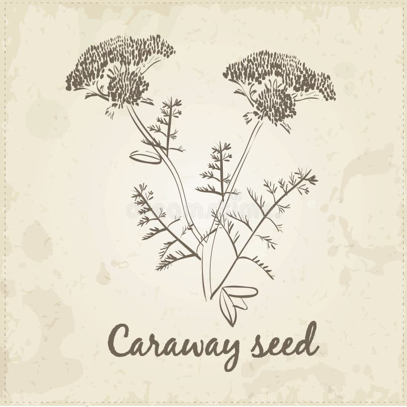 Kitchen hand-drawn herbs and spices, Caraway seed royalty free illustration Kitchen hand-drawn herbs and spices, Caraway seed royalty free illustration