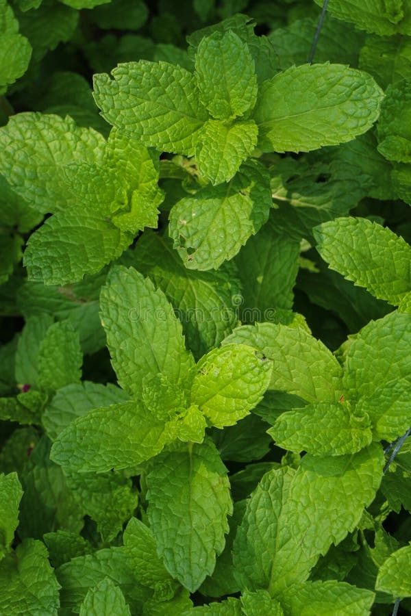 Kitchen Mint in Farm at Thailand Stock Image Image of green