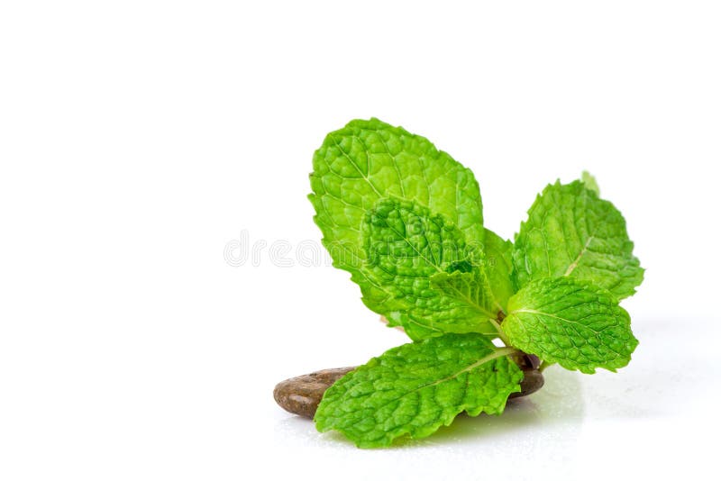 Kitchen Mint or Marsh Mint Green Leaves Isolated on White Background