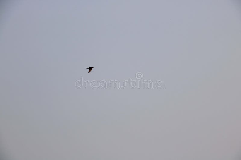 Kite Flying in Blue Sky on Kite Flying Day in India Editorial Stock