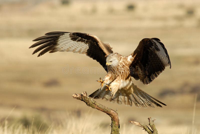 Kite landing stock image. Image of rapacious, beak, animals 23157175