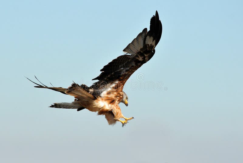 Kite landing stock image. Image of observes, landscape 45416165