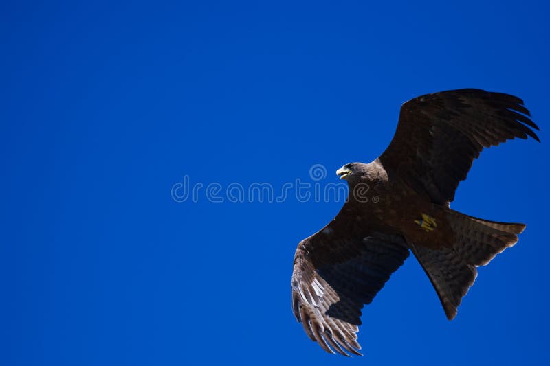 Kite Raptor Bird Flying on Blue Sky Stock Photo Image of flight, beak