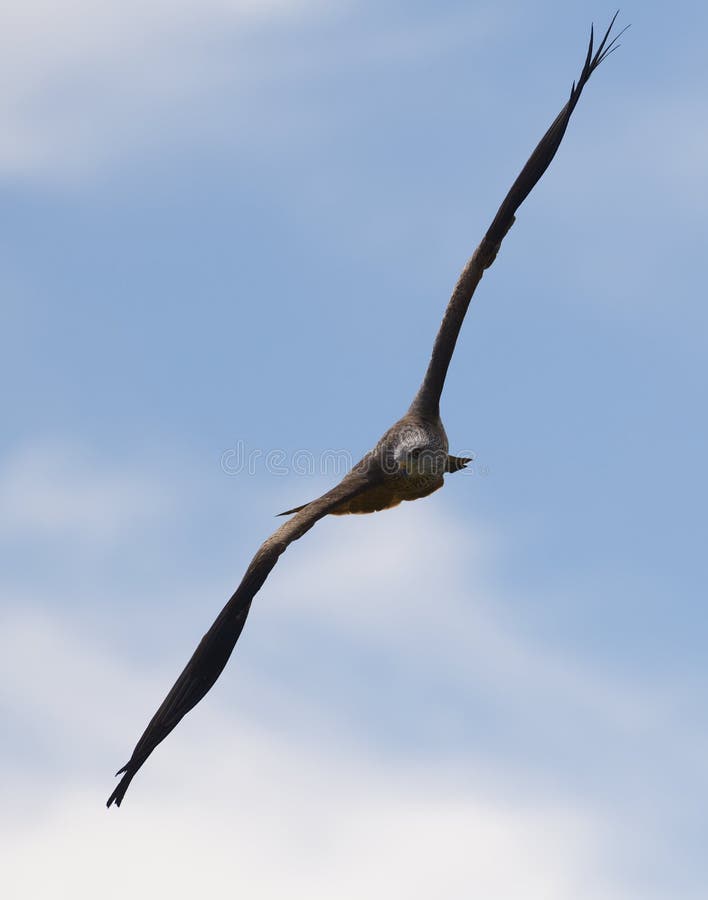 Kite Raptor Bird Flying Overcast Sky Stock Photo Image of creature
