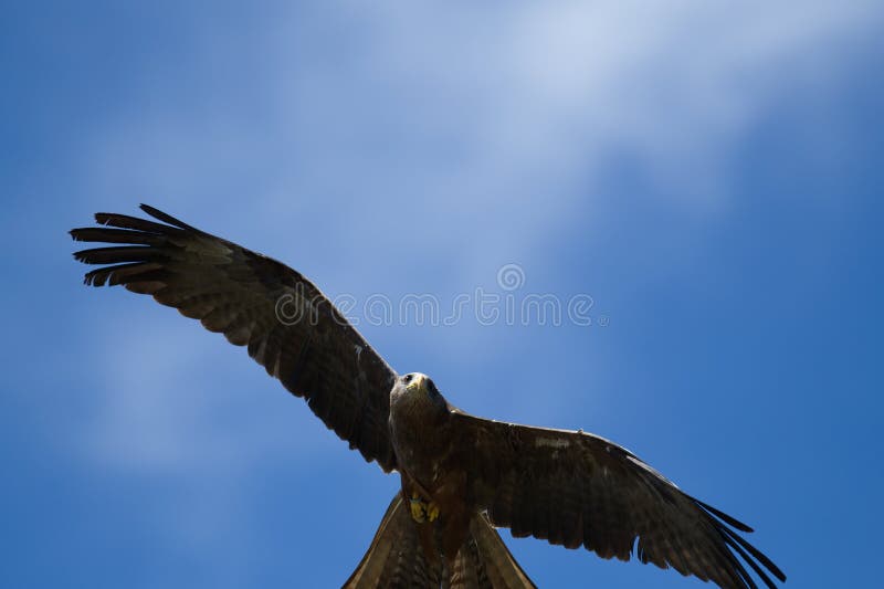 Kite raptor bird flying stock image. Image of carnivore 251575659