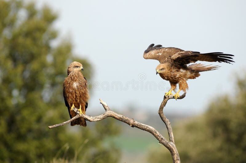 Kites Landing on a Branch in the Field Stock Image Image of raptor