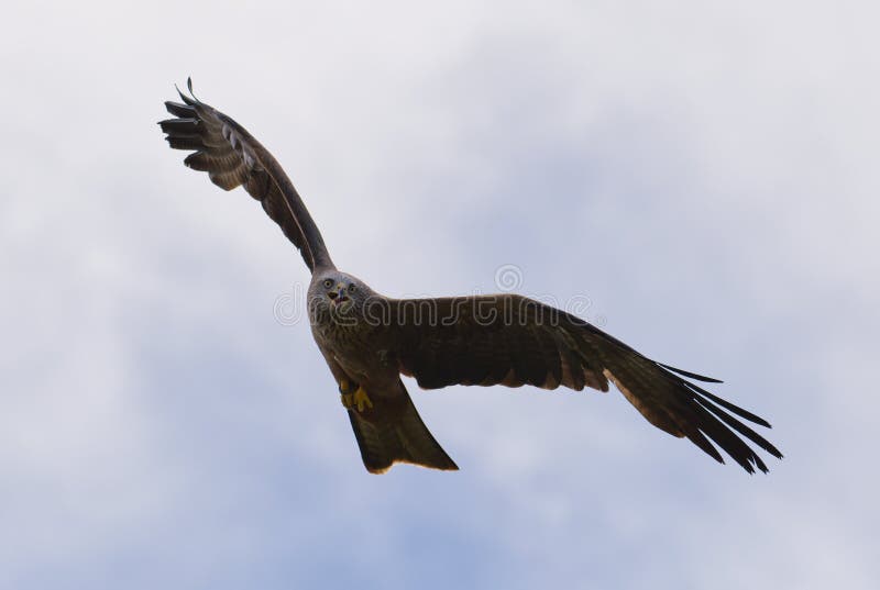 Kites Raptor Bird Flying Up on a Sunny Sky Stock Photo Image of prey
