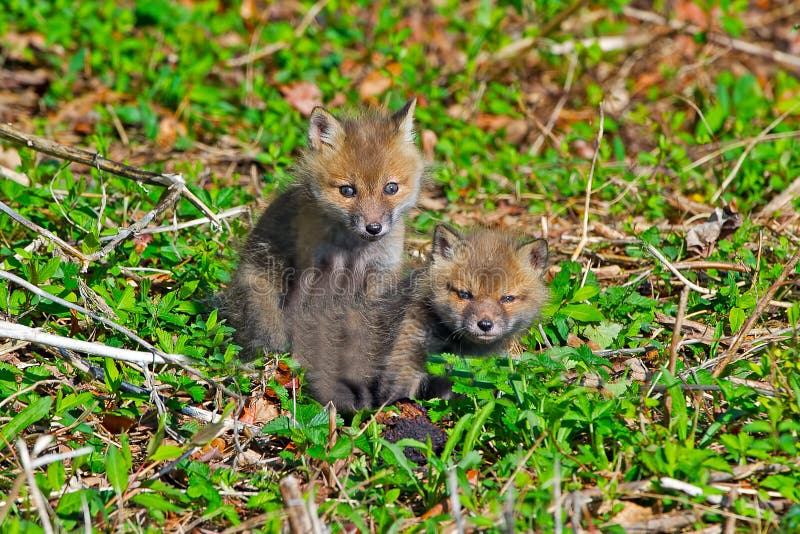 Kits de Fox rouge image libre de droits Kits de Fox rouge image libre de droits