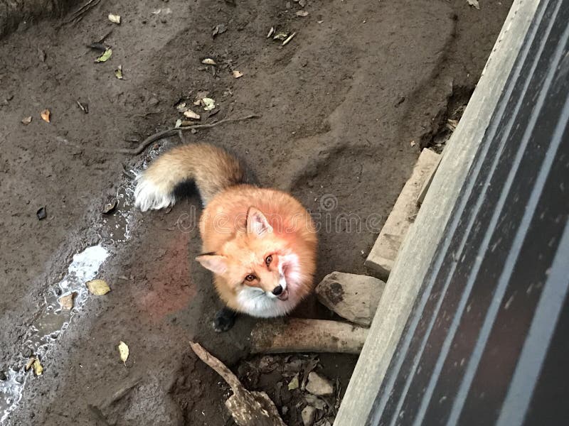 Japanese red fox. stock image. Image of furry, breed 106715819