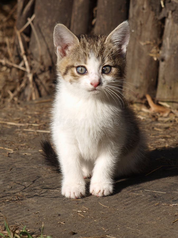 Blue-eyed little kitten in natural environment. Contrast environment stock images, royalty-free photos and pictures