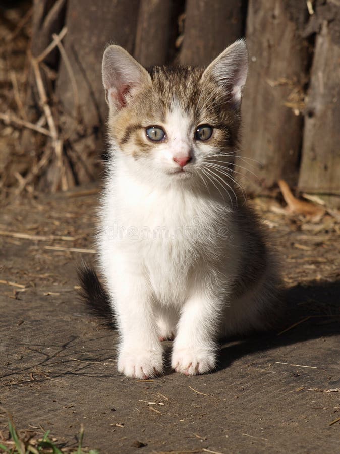 Albino kitten stock image. Image of plants, snout, white - 14704119