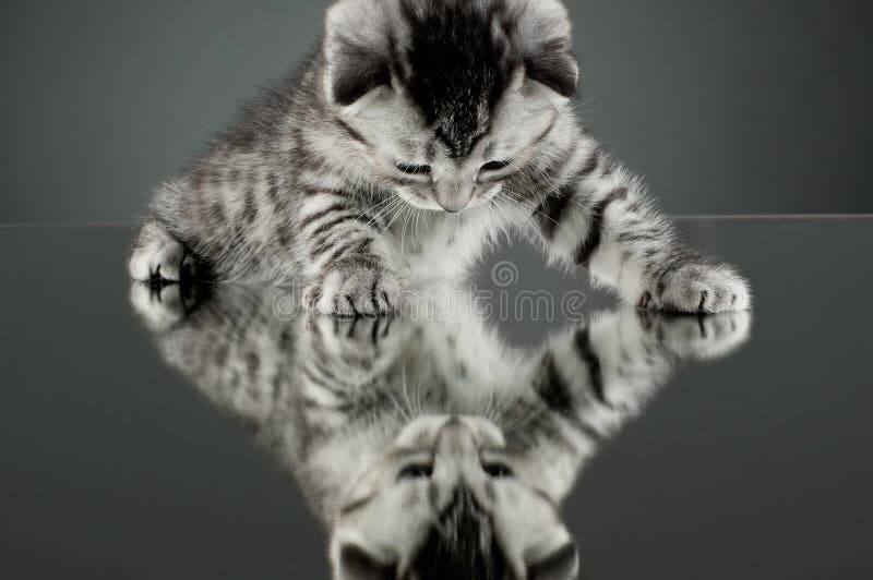 Nadýchané šedé krásné koťátko, plemeno skotský-rovně, pobyt na sklo, na zrcadlo, na šedé pozadí , podívejte se na sebe.