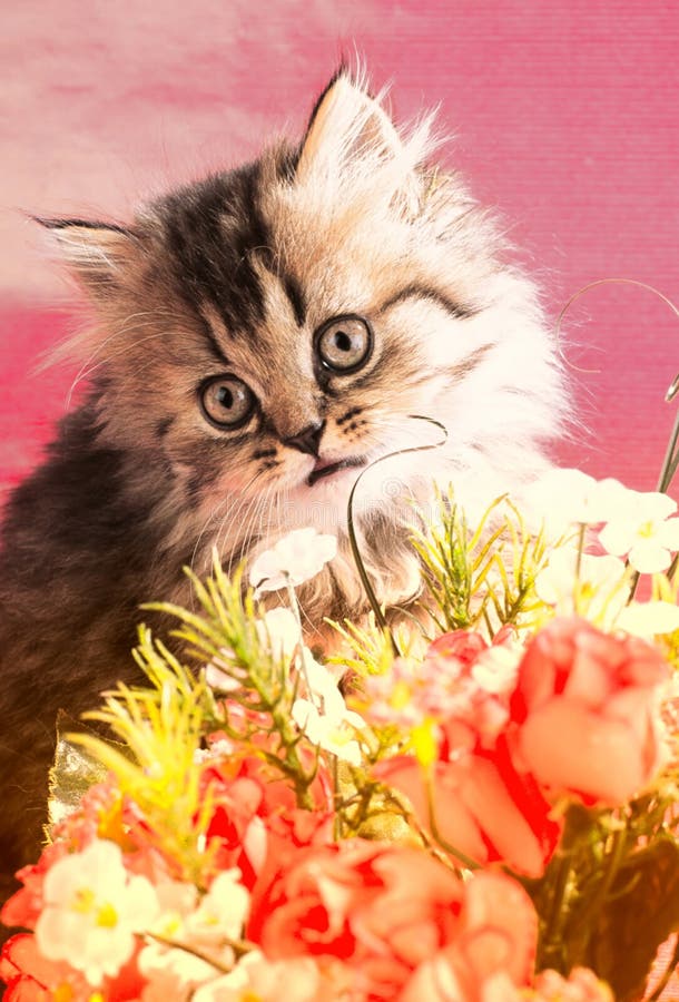 Kitten royalty free stock photography