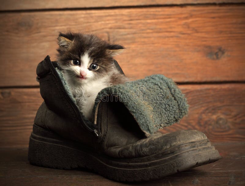 Young kitten in old grunge boot