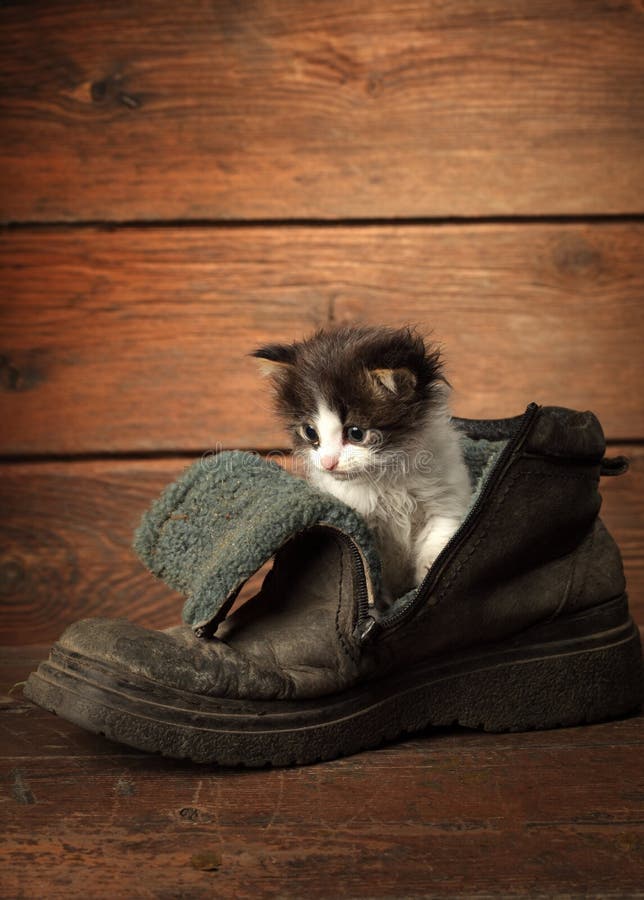 Young kitten in old grunge boot