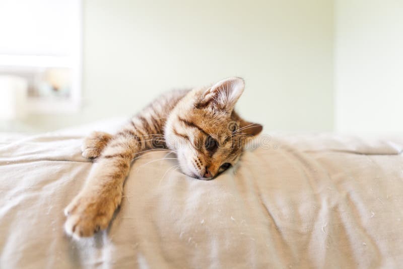 Kitten royalty free stock photo