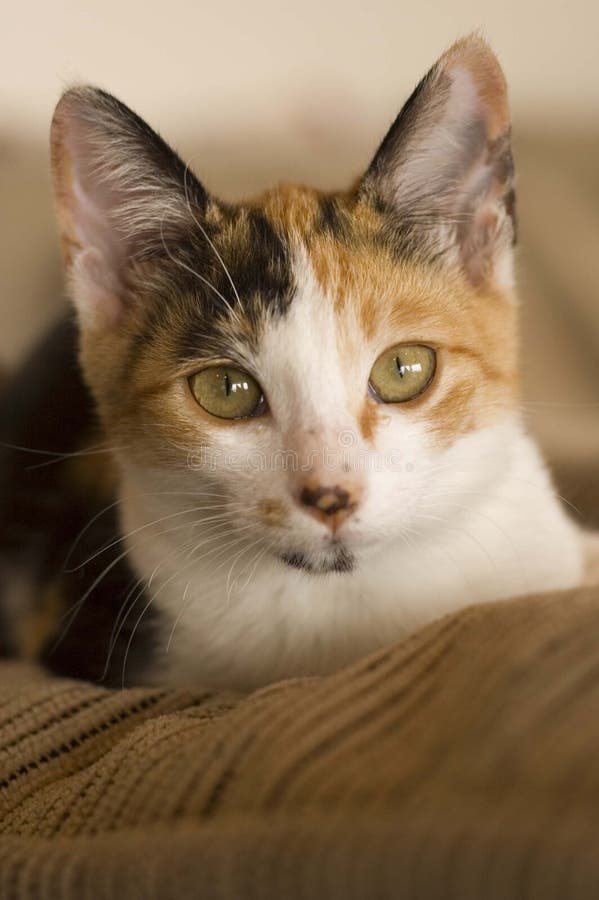 A kitten laying down on the arm of a chair.