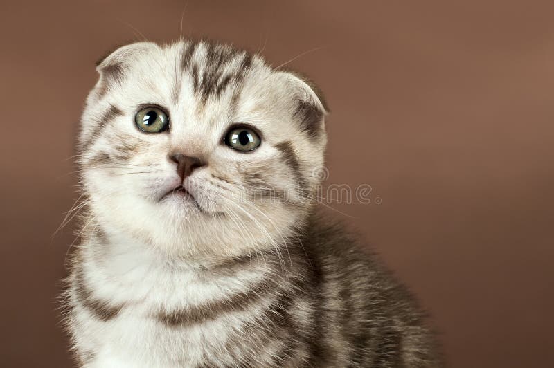 Kitten
