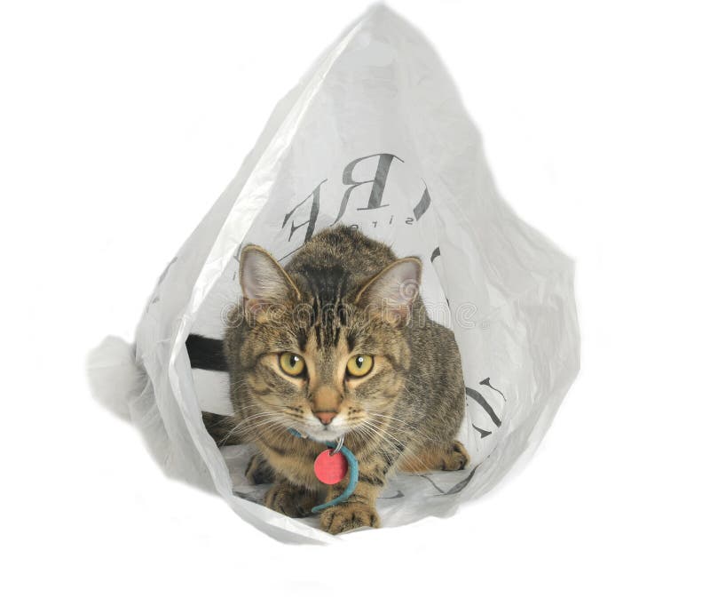 Kitten In A Bag 4 Stock Photo Image Of Animals Felines 4125674
