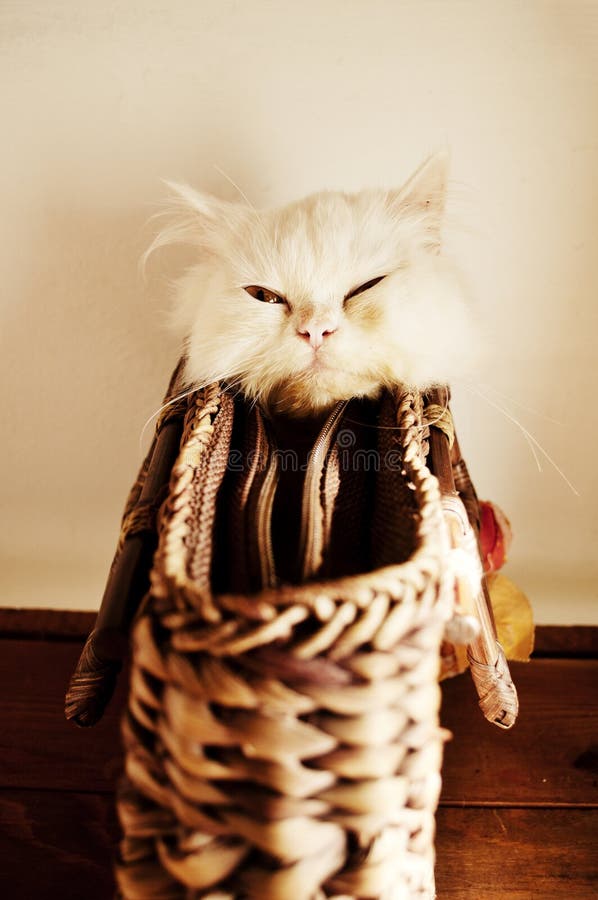 Kitten in a bag stock photo. Image of purse, isolated 34598164