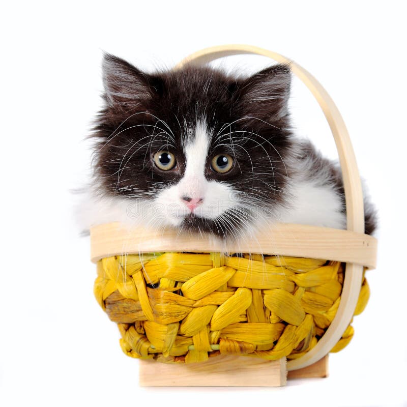 Kitten in a basket stock photo. Image of pets, feline - 19949504
