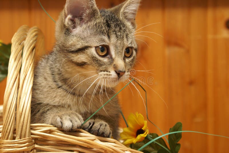 Kitten in a Basket