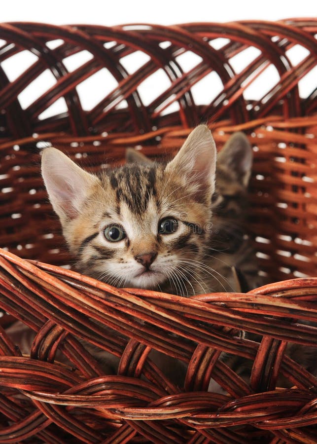 The kitten in the basket
