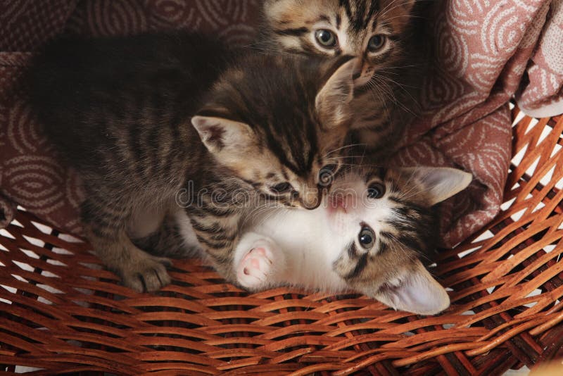 The kitten in the basket