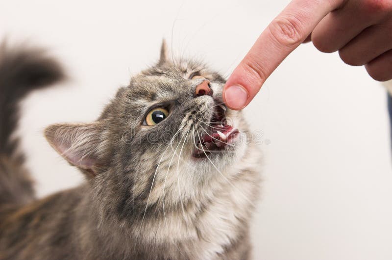 Piccolo gattino grigio mordere un dito giocando sul isolato sfondo.