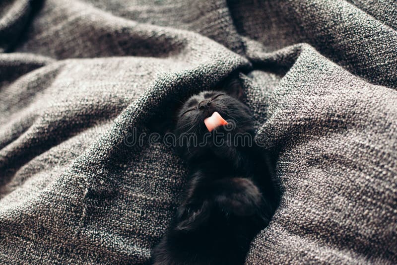 Kitten on blanket stock image. Image of adorable, funny 76841415