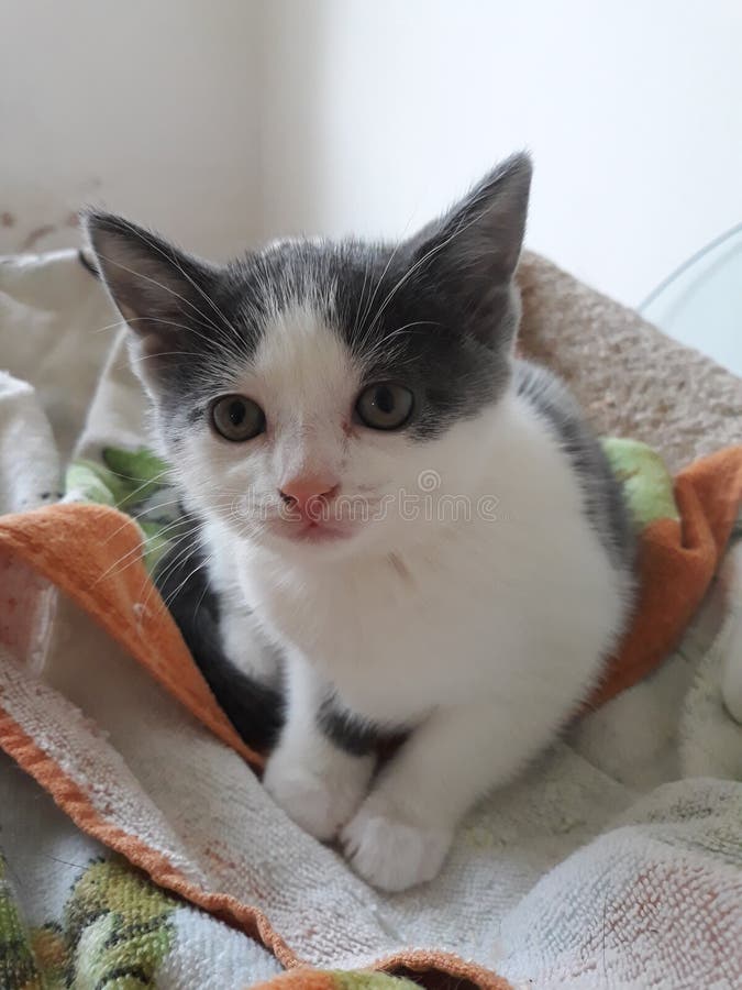 Kitten in a Blanket stock photo. Image of ears, whiskers 184696