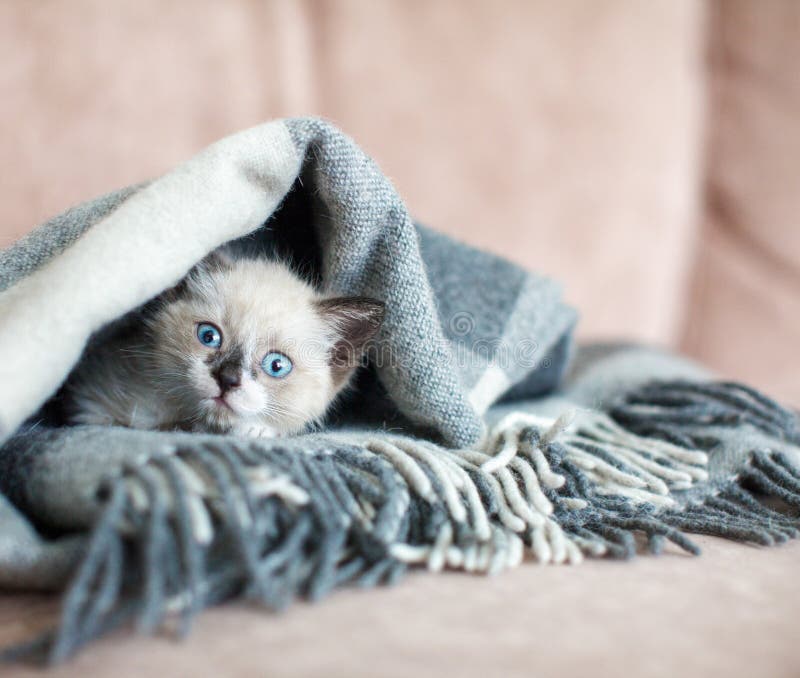 27,306 Kitten Blanket Stock Photos Free & RoyaltyFree Stock Photos