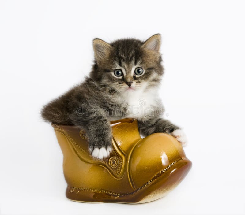 One kitten sits in a ceramic boot. One kitten sits in a ceramic boot
