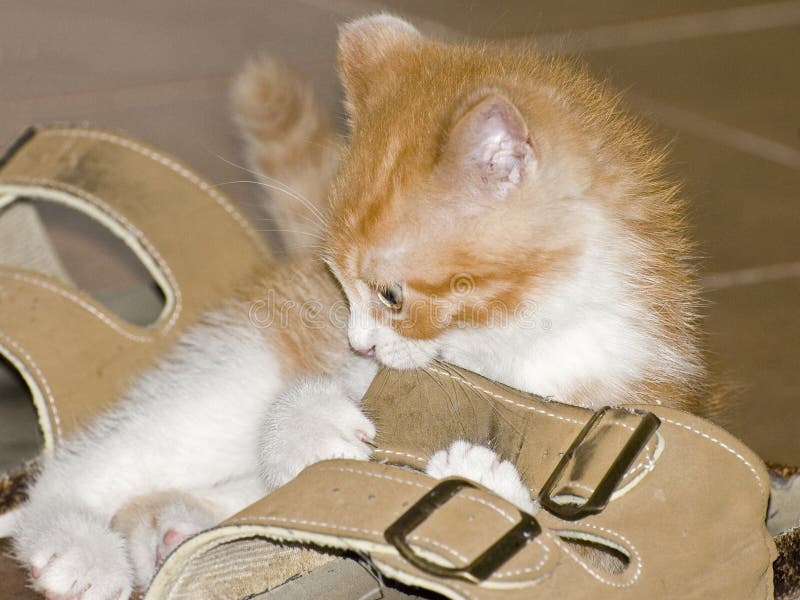 Kitten in boot stock image. Image of home, white, animals 2651509
