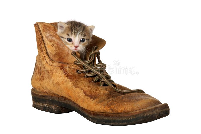 Small kitten peering out of an old boot. Small kitten peering out of an old boot