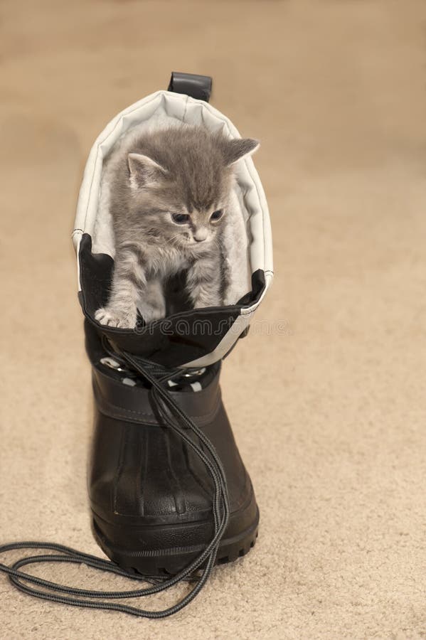 Kitten climbing out of a snow boot. Kitten climbing out of a snow boot