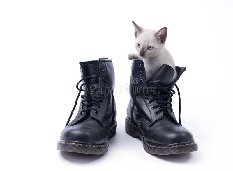 Kitten in boot isolated on white