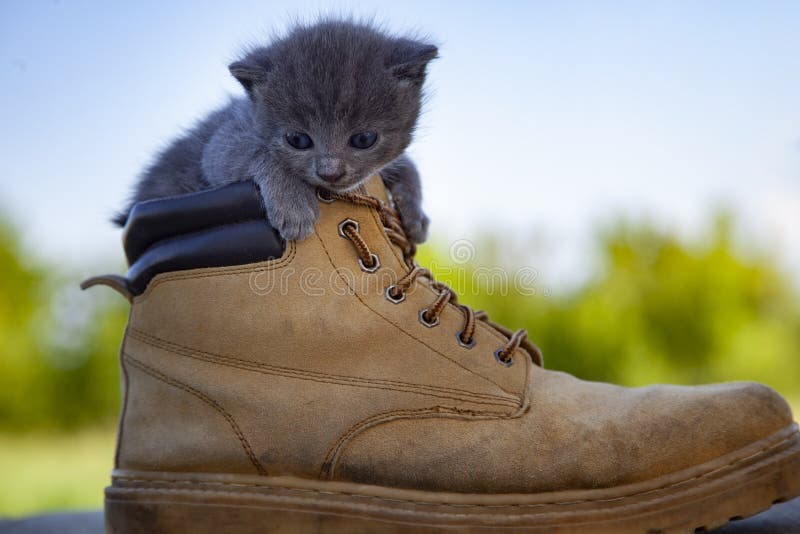 Kitten in the boot, little cat smoky color and blue eyes , in the summer green nature background.