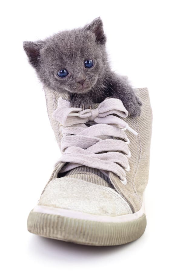 Kitten in boot on white background. Kitten in boot on white background.