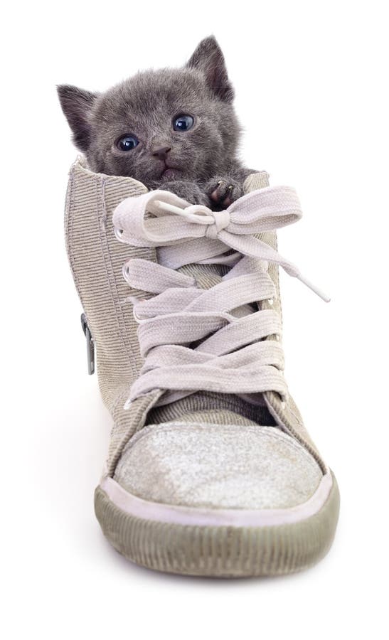 Kitten in boot on white background. Kitten in boot on white background.