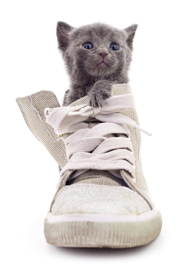 Kitten in boot on white background. Kitten in boot on white background.