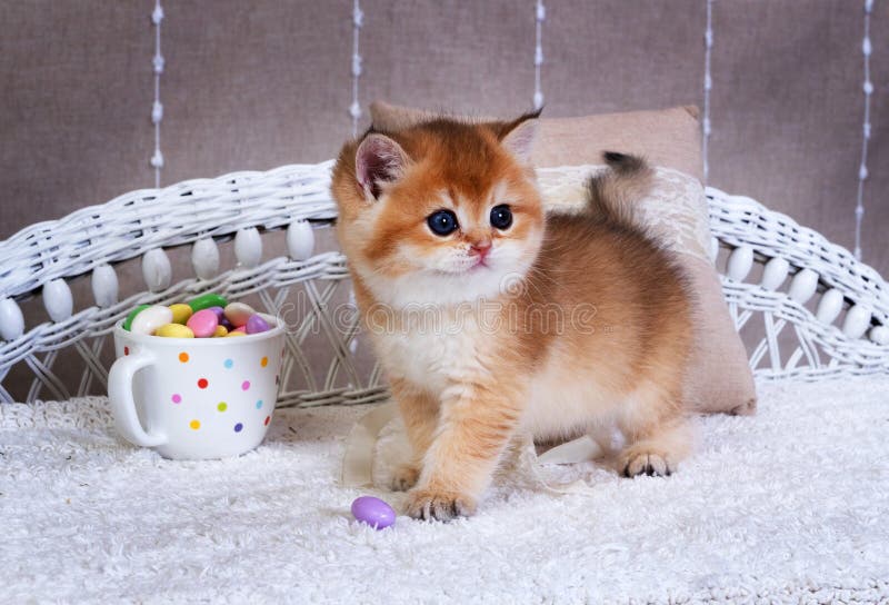 Caramel kitten website
