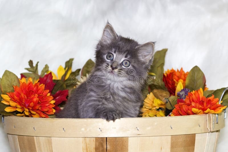 Kitten in bushel basket with flowers.