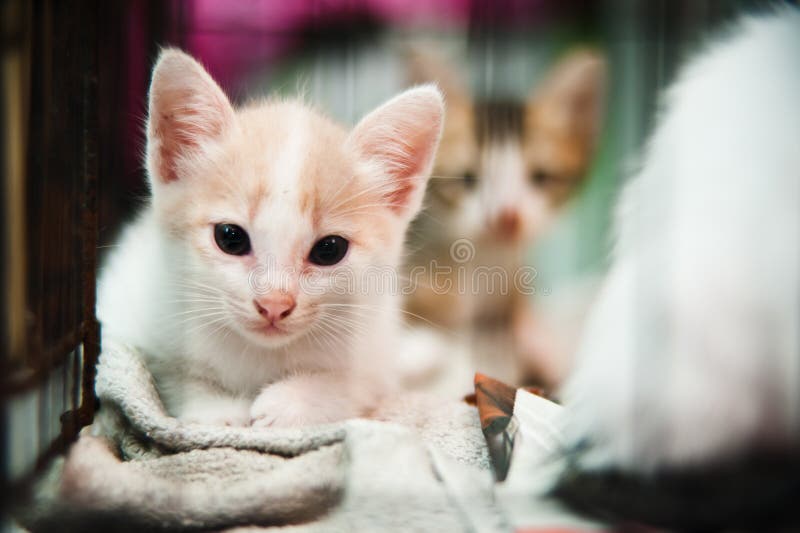 Kitten in cage stock photo. Image of bars, whiskers, adopt 71524238