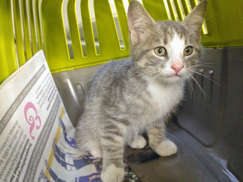 Kitten in a cage stock image. Image of furry, kittens 44625701