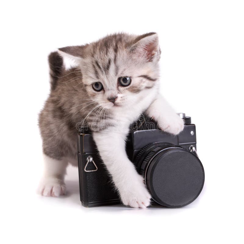 Kitten and the camera
