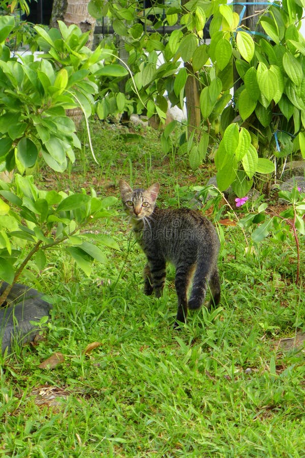 Kitten cat look back stock image. Image of animals, plants 29576585