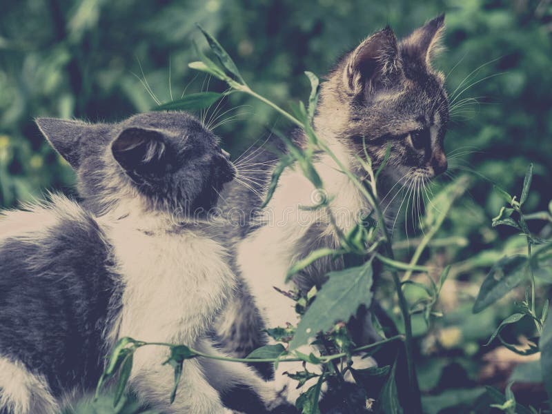 Kitten cat stray cute pet. adorable poor stock image Kitten cat stray cute pet. adorable poor stock image