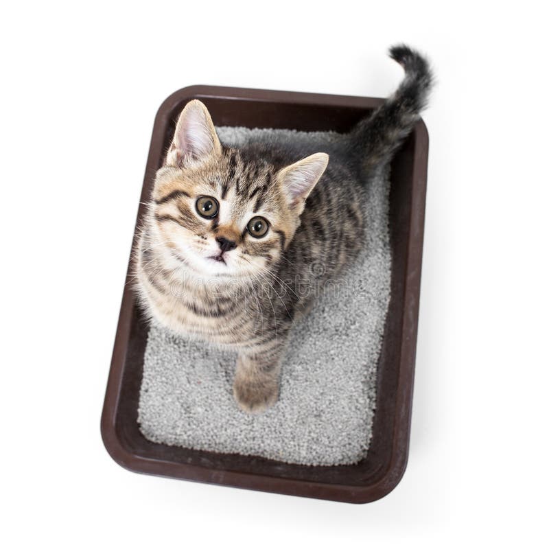 Mačiatko alebo mačkou v toaletné zásobník box s absorbentom vrhu izolovaný pohľad zhora.