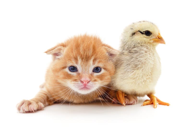 kitten chicken